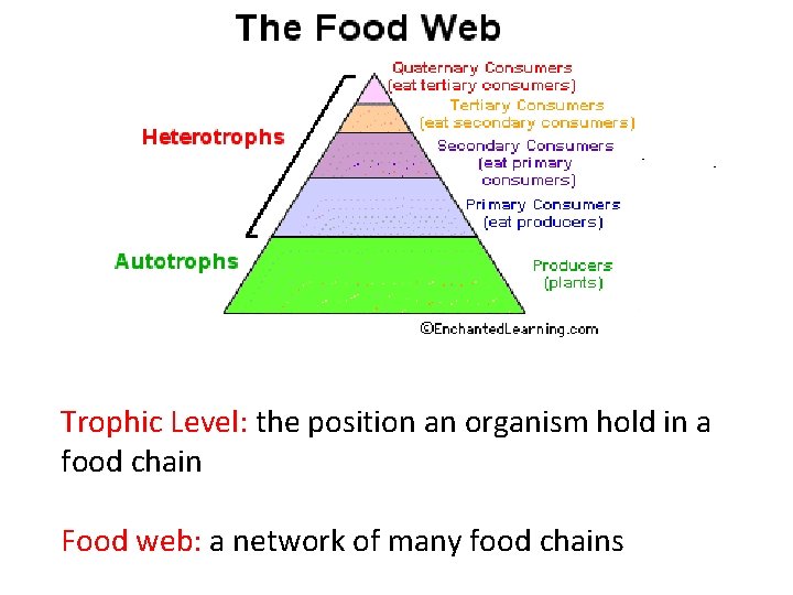 Trophic Level: the position an organism hold in a food chain Food web: a