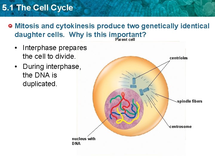 5. 1 The Cell Cycle Mitosis and cytokinesis produce two genetically identical daughter cells.