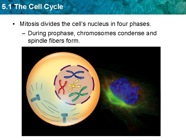 5. 1 The Cell Cycle • Mitosis divides the cell’s nucleus in four phases.