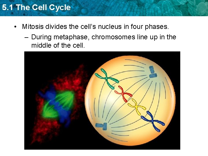 5. 1 The Cell Cycle • Mitosis divides the cell’s nucleus in four phases.
