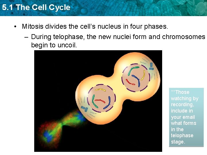 5. 1 The Cell Cycle • Mitosis divides the cell’s nucleus in four phases.