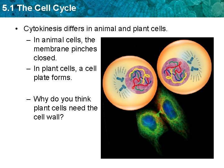5. 1 The Cell Cycle • Cytokinesis differs in animal and plant cells. –