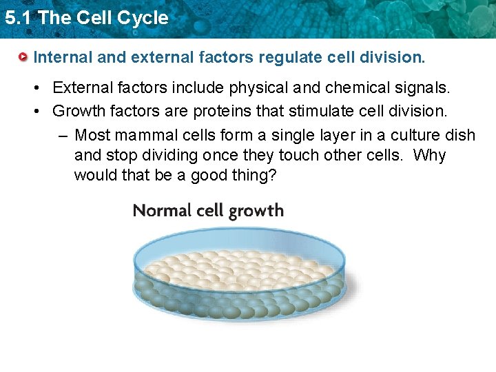 5. 1 The Cell Cycle Internal and external factors regulate cell division. • External