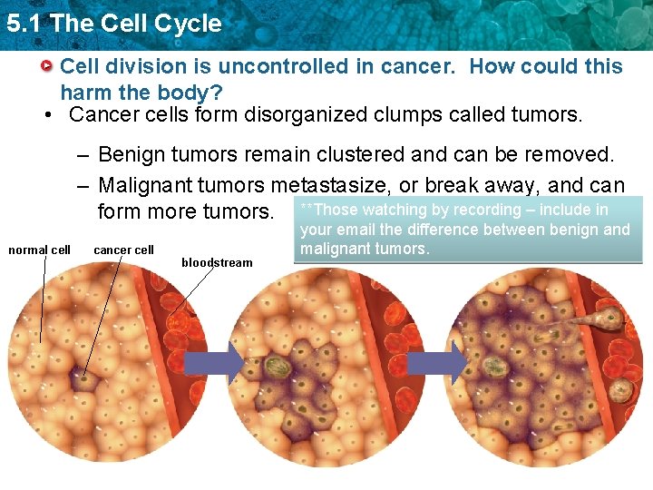 5. 1 The Cell Cycle Cell division is uncontrolled in cancer. How could this