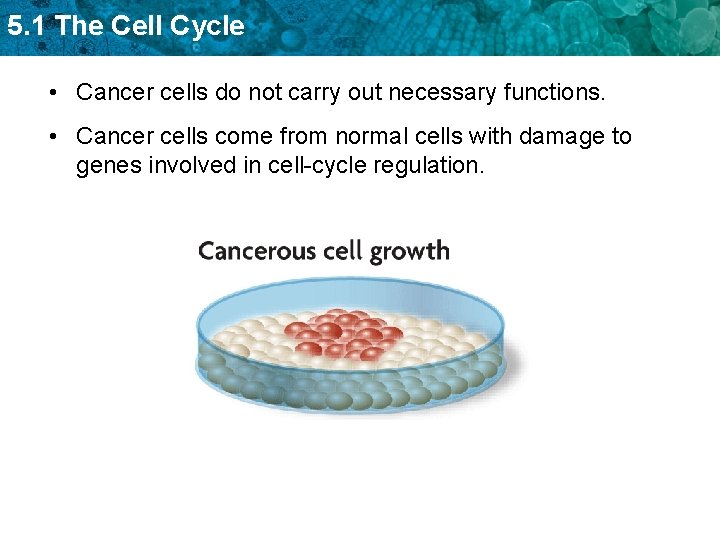 5. 1 The Cell Cycle • Cancer cells do not carry out necessary functions.