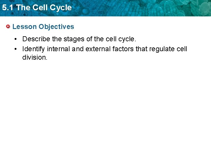 5. 1 The Cell Cycle Lesson Objectives • Describe the stages of the cell