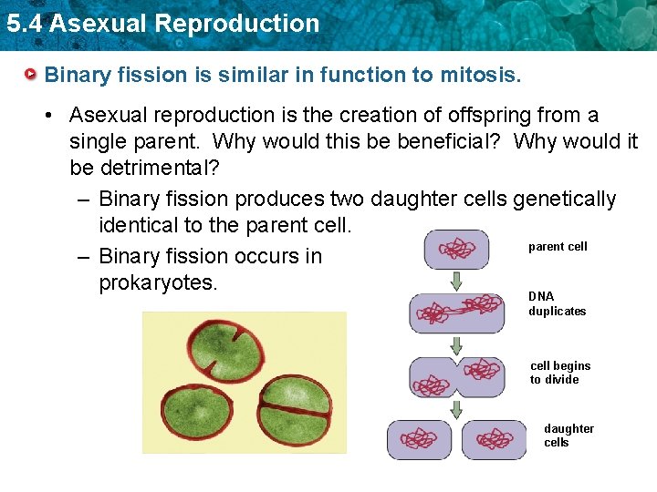 5. 4 Asexual Reproduction Binary fission is similar in function to mitosis. • Asexual