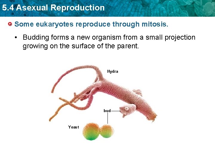 5. 4 Asexual Reproduction Some eukaryotes reproduce through mitosis. • Budding forms a new