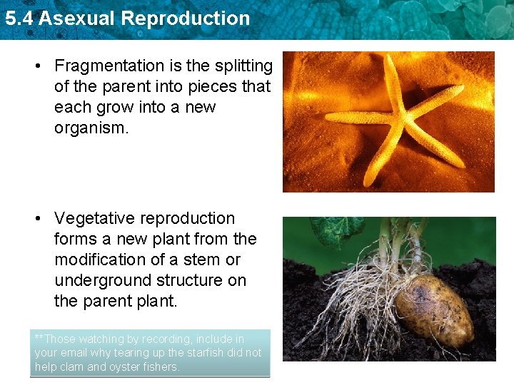 5. 4 Asexual Reproduction • Fragmentation is the splitting of the parent into pieces