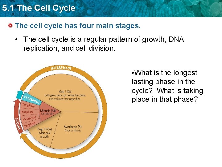 5. 1 The Cell Cycle The cell cycle has four main stages. • The