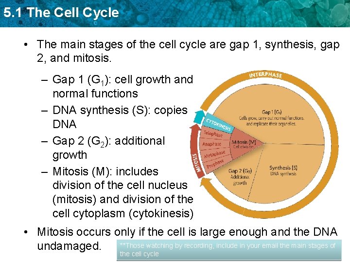 5. 1 The Cell Cycle • The main stages of the cell cycle are