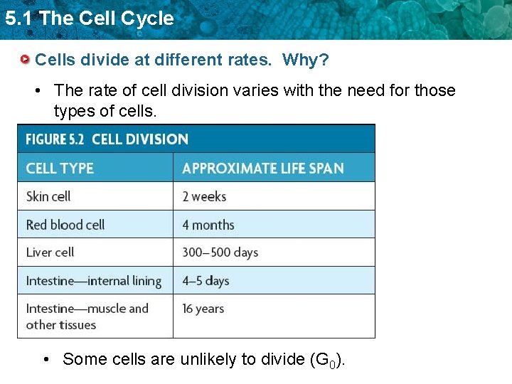 5. 1 The Cell Cycle Cells divide at different rates. Why? • The rate