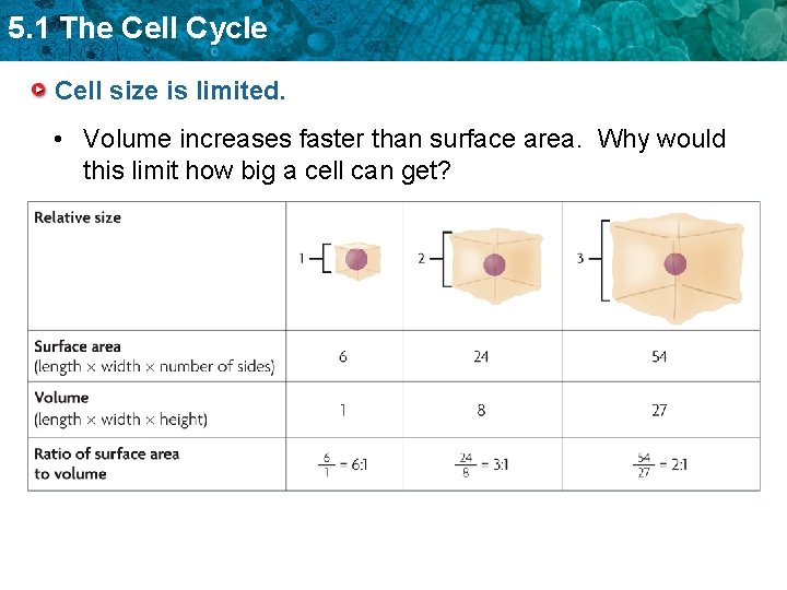5. 1 The Cell Cycle Cell size is limited. • Volume increases faster than