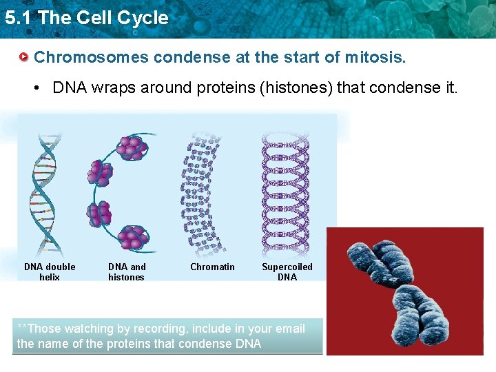 5. 1 The Cell Cycle Chromosomes condense at the start of mitosis. • DNA