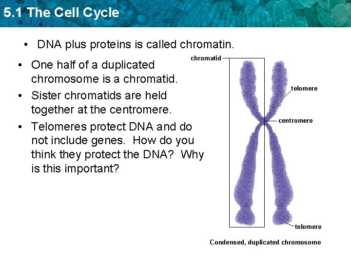 5. 1 The Cell Cycle • DNA plus proteins is called chromatin. chromatid •