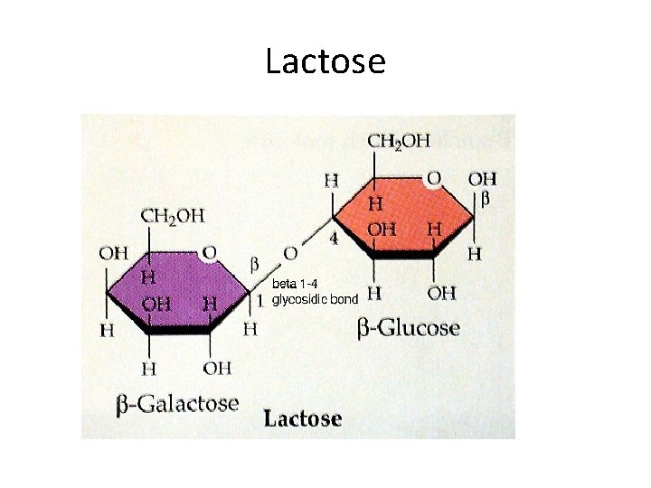 Lactose 
