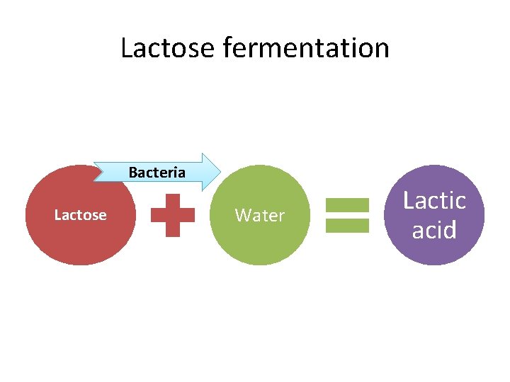 Lactose fermentation Bacteria Lactose Water Lactic acid 