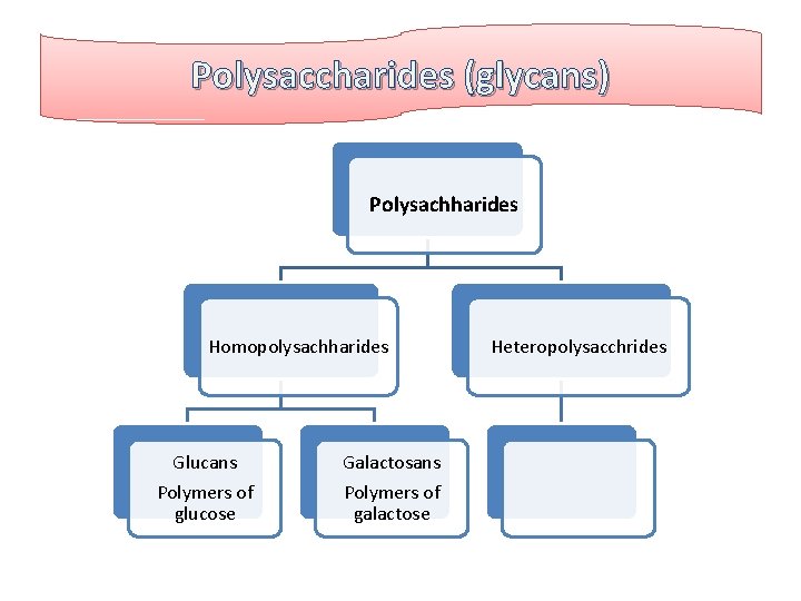 Polysaccharides (glycans) Polysachharides Homopolysachharides Glucans Polymers of glucose Galactosans Polymers of galactose Heteropolysacchrides 