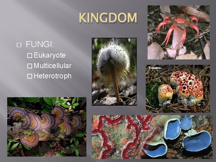 KINGDOM � FUNGI: � Eukaryote � Multicellular � Heterotroph 