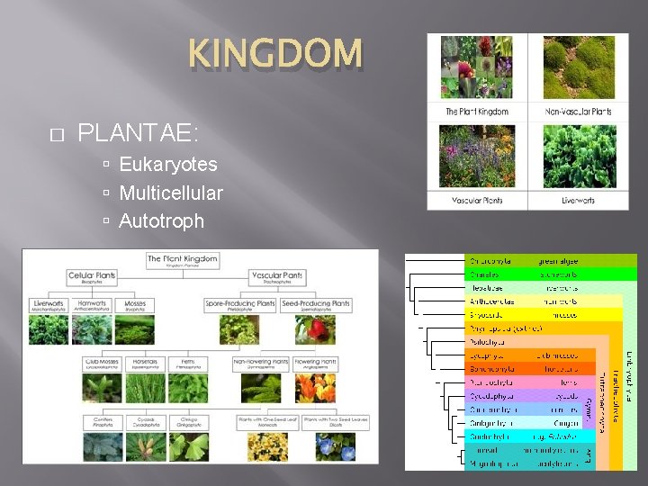 KINGDOM � PLANTAE: Eukaryotes Multicellular Autotroph 