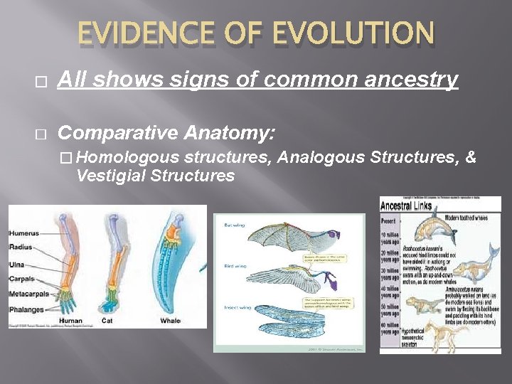 EVIDENCE OF EVOLUTION � All shows signs of common ancestry � Comparative Anatomy: �