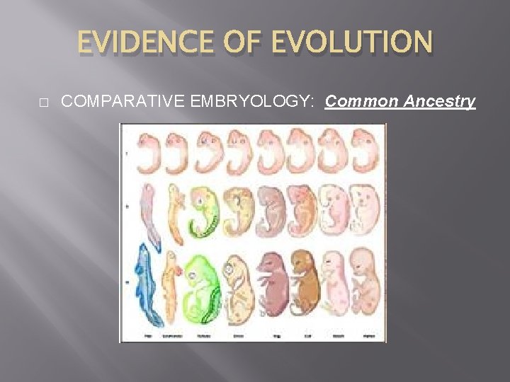 EVIDENCE OF EVOLUTION � COMPARATIVE EMBRYOLOGY: Common Ancestry 