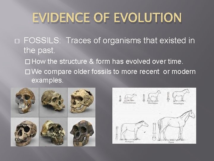 EVIDENCE OF EVOLUTION � FOSSILS: Traces of organisms that existed in the past. �