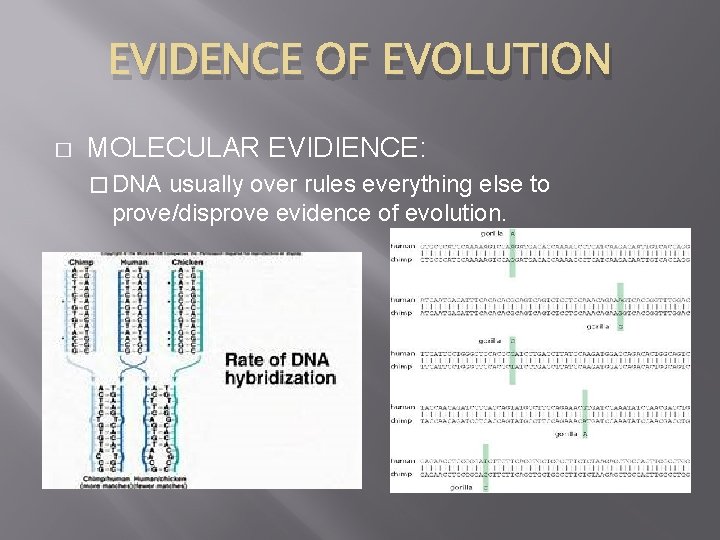 EVIDENCE OF EVOLUTION � MOLECULAR EVIDIENCE: � DNA usually over rules everything else to