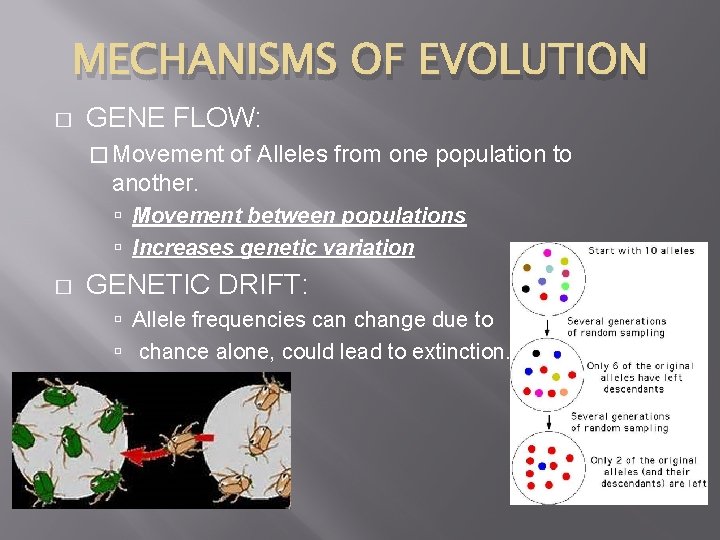 MECHANISMS OF EVOLUTION � GENE FLOW: � Movement of Alleles from one population to