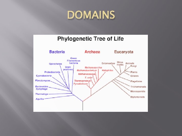 DOMAINS 