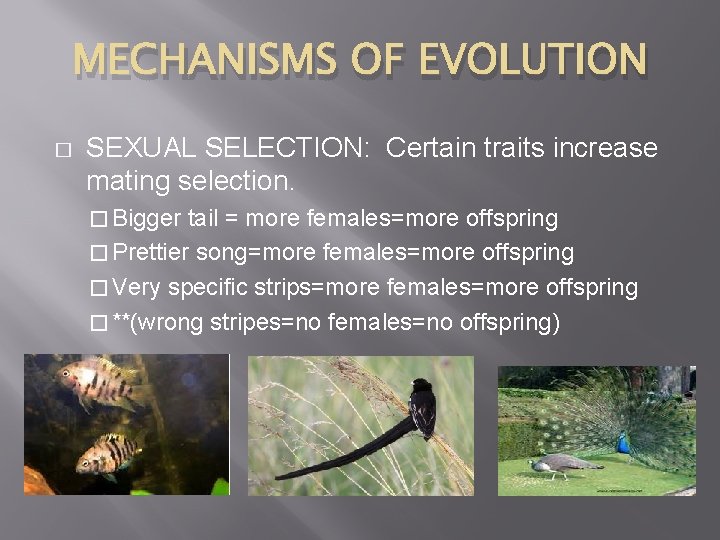 MECHANISMS OF EVOLUTION � SEXUAL SELECTION: Certain traits increase mating selection. � Bigger tail