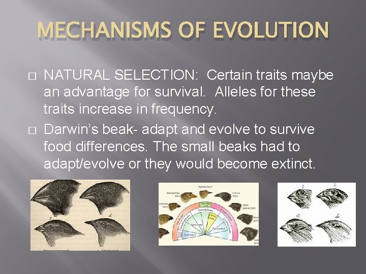 MECHANISMS OF EVOLUTION � � NATURAL SELECTION: Certain traits maybe an advantage for survival.