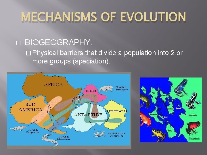 MECHANISMS OF EVOLUTION � BIOGEOGRAPHY: � Physical barriers that divide a population into 2