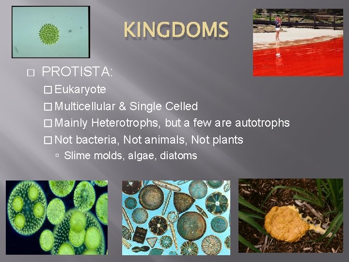 KINGDOMS � PROTISTA: � Eukaryote � Multicellular & Single Celled � Mainly Heterotrophs, but