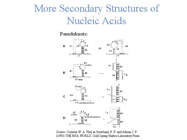 More Secondary Structures of Nucleic Acids Pseudoknots: Source: Cornelis W. A. Pleij in Gesteland,
