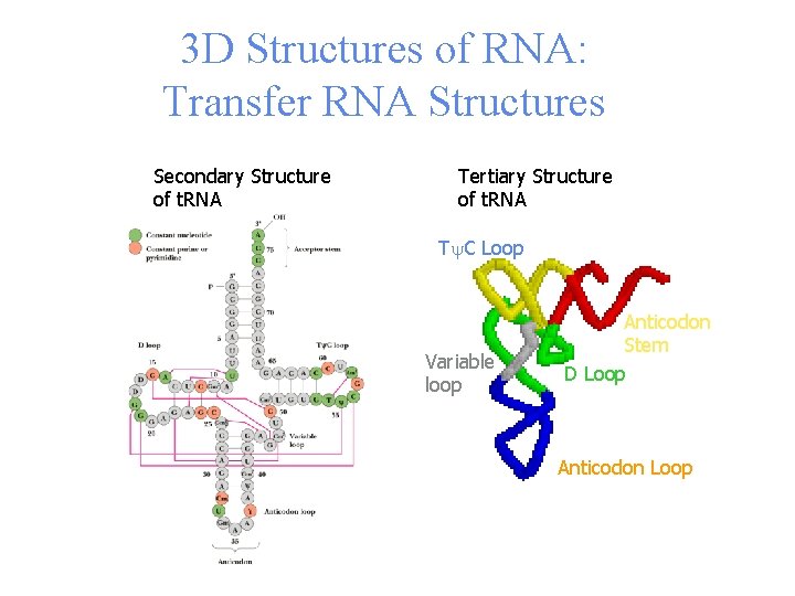3 D Structures of RNA: Transfer RNA Structures Secondary Structure of t. RNA Tertiary
