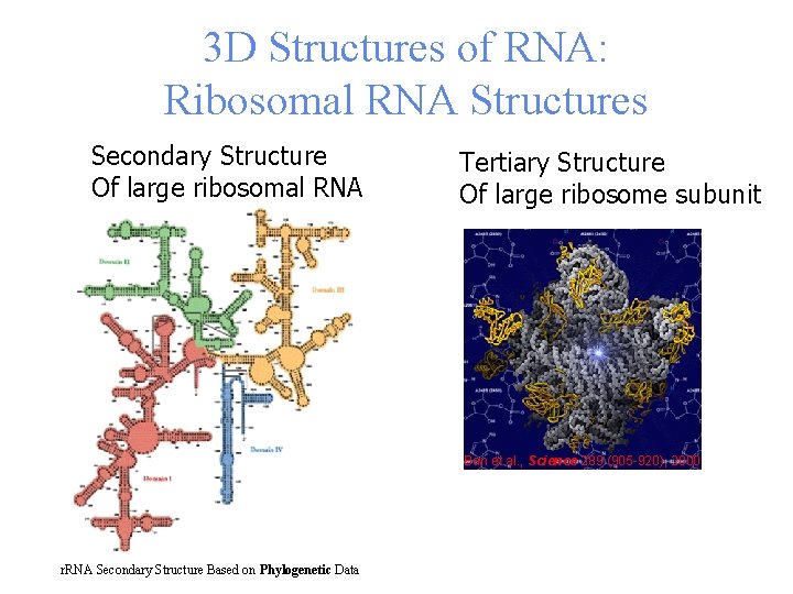 3 D Structures of RNA: Ribosomal RNA Structures Secondary Structure Of large ribosomal RNA