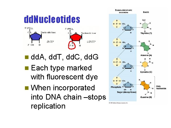 dd. Nucleotides n dd. A, dd. T, dd. C, dd. G n Each type