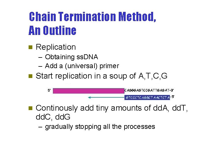 Chain Termination Method, An Outline n Replication – Obtaining ss. DNA – Add a