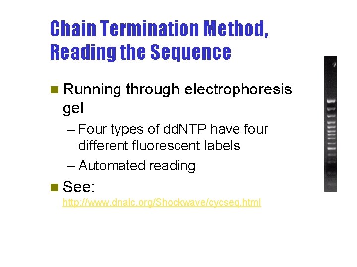Chain Termination Method, Reading the Sequence n Running through electrophoresis gel – Four types