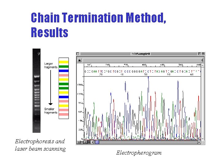 Signal Chain Termination Method, Results Electrophoresis and laser beam scanning time Electropherogram fragment size