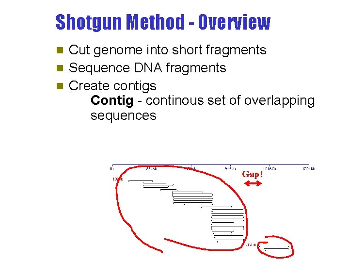 Shotgun Method - Overview Cut genome into short fragments n Sequence DNA fragments n