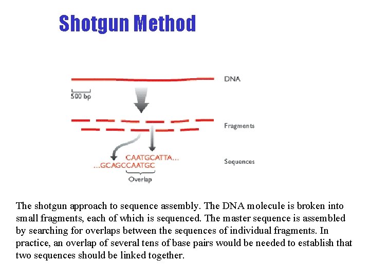 Shotgun Method The shotgun approach to sequence assembly. The DNA molecule is broken into