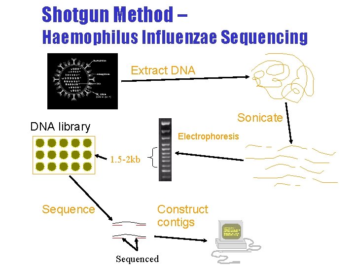 Shotgun Method – Haemophilus Influenzae Sequencing Extract DNA Sonicate DNA library Electrophoresis 1. 5