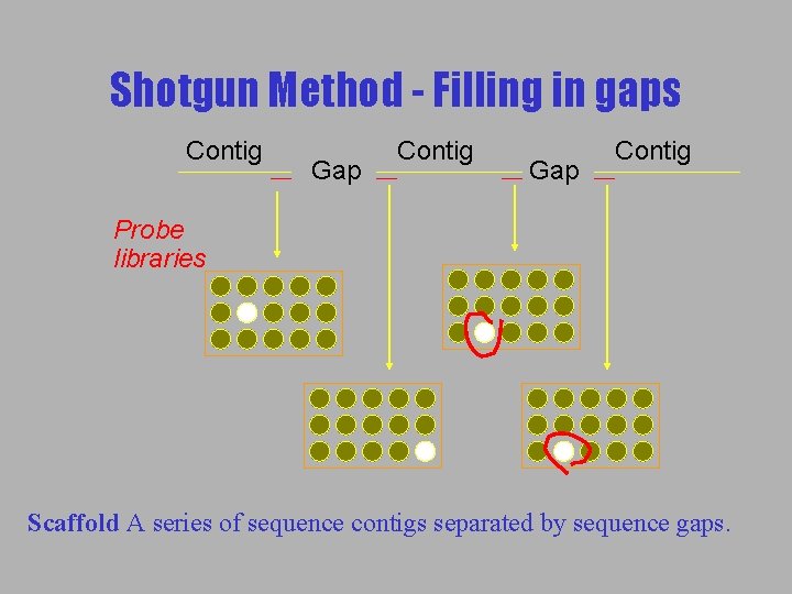 Shotgun Method - Filling in gaps Contig Gap Contig Probe libraries Scaffold A series