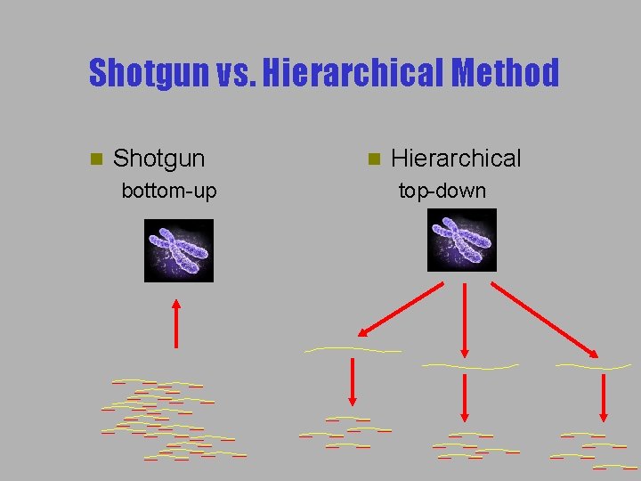 Shotgun vs. Hierarchical Method n Shotgun bottom-up n Hierarchical top-down 