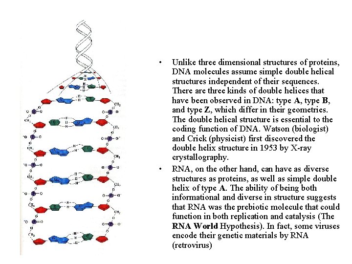  • • Unlike three dimensional structures of proteins, DNA molecules assume simple double