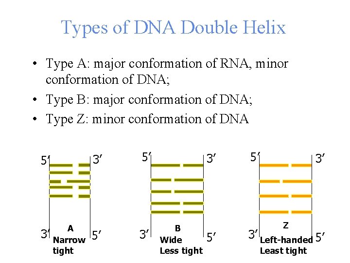 Types of DNA Double Helix • Type A: major conformation of RNA, minor conformation