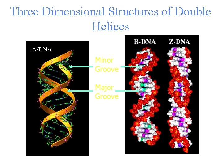 Three Dimensional Structures of Double Helices A-DNA Minor Groove Major Groove A-RNA 