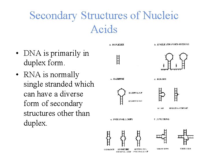 Secondary Structures of Nucleic Acids • DNA is primarily in duplex form. • RNA